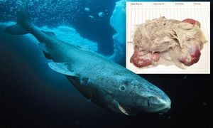 Greenland Shark Is Key To Understanding Longevity