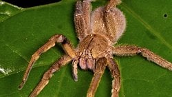 Ereksiyona Neden Olan Örümcek!