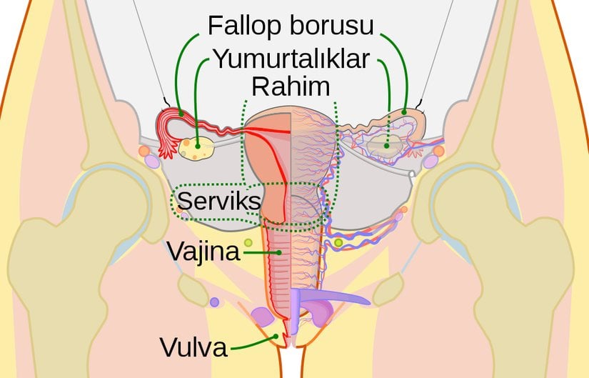 Dişi Üreme Sistemi Şeması