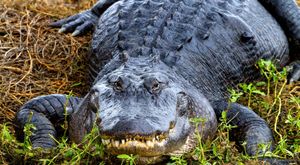 Scientists Teach Crocodiles To Avoid Poisonous Cane Toads