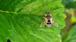 Çiçek Sinekleri (Syrphidae)