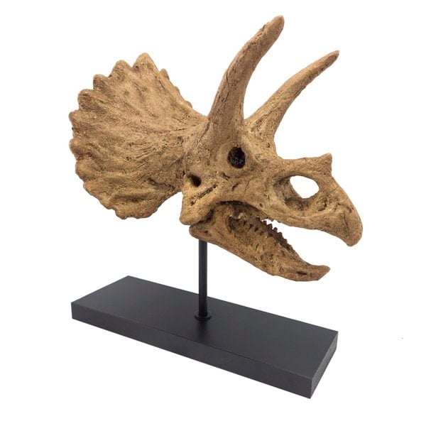 Triceratops