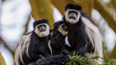 Mantolu geriza (Colobus guereza)