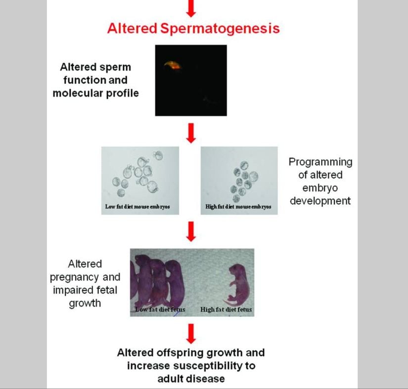 Obezitenin sekteye uğratılmış spermatojeneze sebep olduğu ve bunun sekteye uğramış çocuk gelişimine sebep olduğu ve bunun da sekteye uğramış hamileliğe ve sekteye uğramış cenin gelişimine sebep olduğunu gösteren fareler üzerinde yapılan bir çalışmadan alıntı. Farelerin endokrin sistemi insanlarinkiyle çok benzer olduğu için insanlarda da benzer sonuçlar beklenebilir.