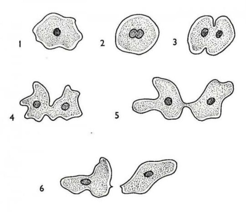 Amitoz Bölünme (Binary Fission)