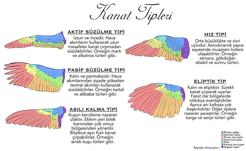 Kanat tiplerini gösteren harika bir infografik.