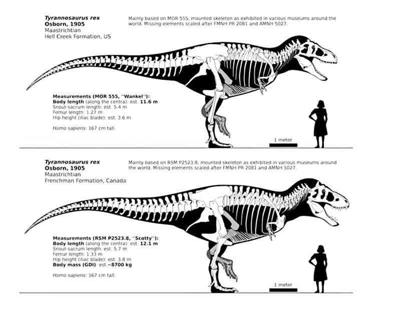 Tyrannosaurus morfotipleri.