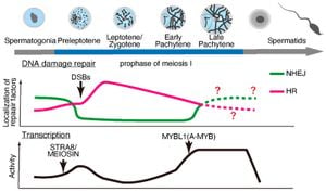 New Study Reveals Key Proteins Regulating Female Oocyte Elimination