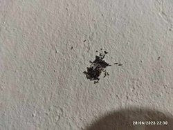 bu ne yumurtası internetten baktım ama anlamadım.?