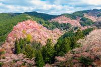 【連載】シン・ニッポン紀行（その４）ソメイヨシノと花見@吉野