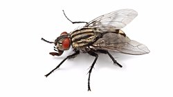 Karasinekler Hastalık Taşıyabilir mi? İnsanlara Hastalık Bulaştırabilir mi?