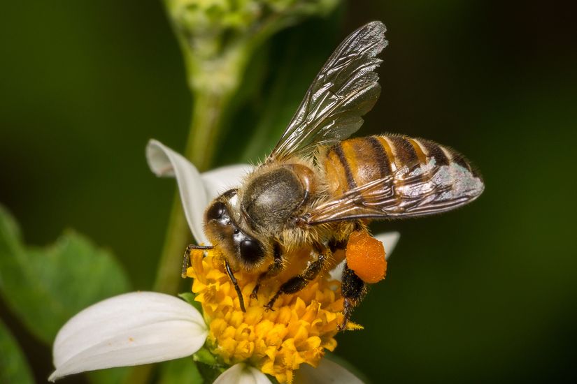 Asya Bal Arısı (Apis cerana)