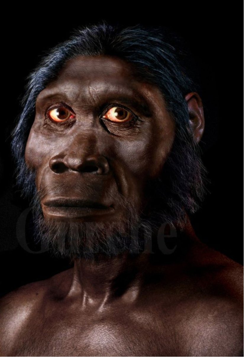 Homo Habilis