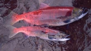 Climate Change Threatens Alaska's Iconic Salmon