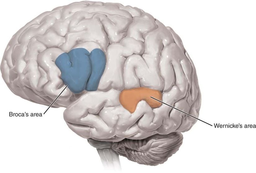 Broca ve Wernicke Bölgesi
