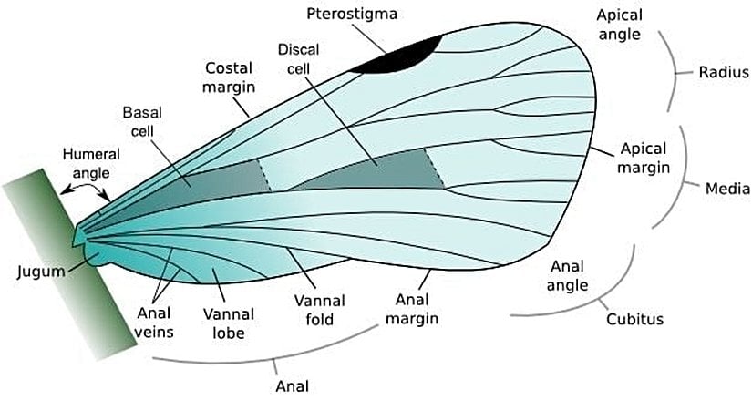 Kanatlardaki damar ağı nedeniyle ayrılan bölgelerin anatomisi.