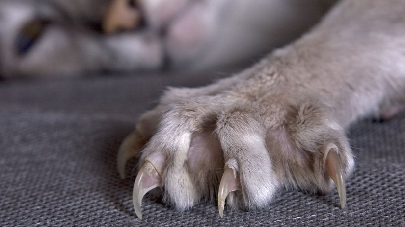 Kedi Patileri ve Pençeleri: Kediniz Suratınızı Nasıl Tırmalıyor?