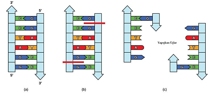 Bu (a) altı nükleotidli restriksiyon enzimi tanıma bölgesinde, altı nükleotid dizisinin bir iplikçikte 5' ila 3' yönünde, tamamlayıcı iplikçikte 5' ila 3' yönünde olduğu şekliyle aynı okunduğuna dikkat ediniz. Bu bir palindrom olarak bilinir. (b) Restriksiyon enzimi DNA ipliklerinde kırılmalara sebep olur ve (c) DNA'daki kesim "yapışkan uçların" meydana gelmesiyle sonuçlanır. Aynı restriksiyon enzimi tarafından her iki ucundan kesilen başka bir DNA parçası, bu yapışkan uçlara bağlanabilir ve bu kesik tarafından oluşturulan boşluğa yerleştirilebilir.