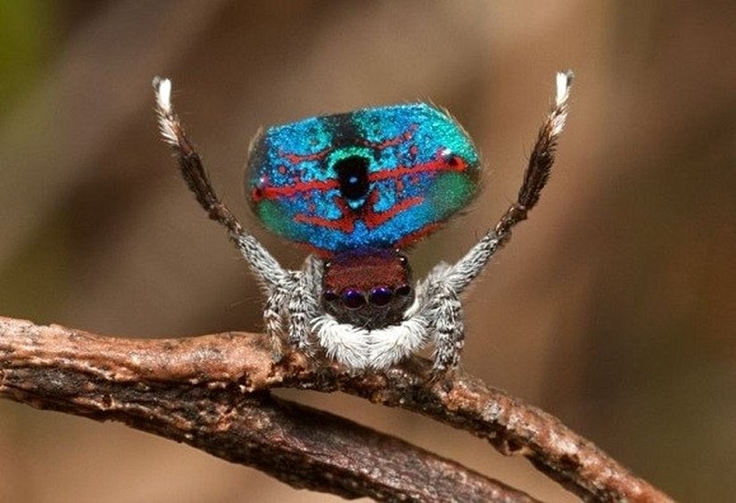 Maratus mungaich