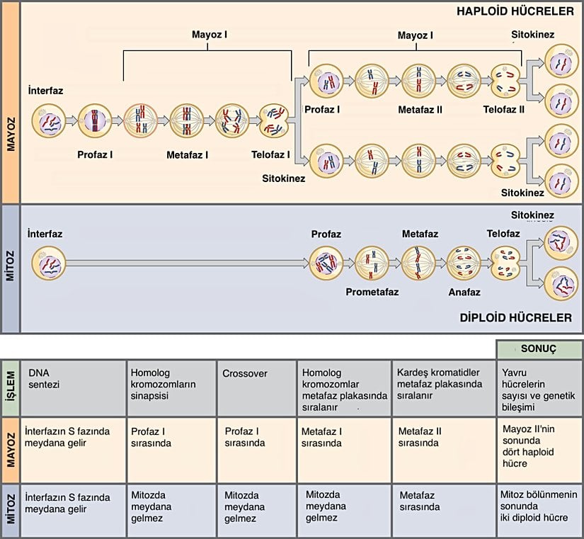 Mayoz ve Mitozun her ikisinden önce bir tur DNA replikasyonu gerçekleşir; ancak Mayoz iki çekirdek bölünmesi içerir. Mayoz bölünme sonucu oluşan dört yavru hücre haploiddir ve genetik olarak farklıdır. Mitoz bölünme sonucu oluşan yavru hücreler diploiddir ve genetik açıdan ana hücreyle aynıdır.