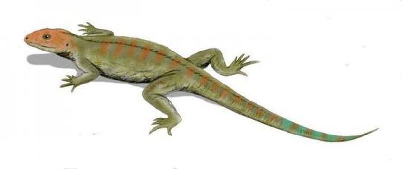Hylonomus (Çizim Rekonstrüksiyon)