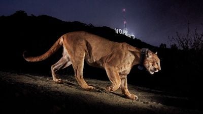 Kentsel Ekosistemde Yaban Hayatının Sembolü Olan Dağ Aslanı: Los Angeles'ın P-22 Adlı Pumasıyla Tanışın!