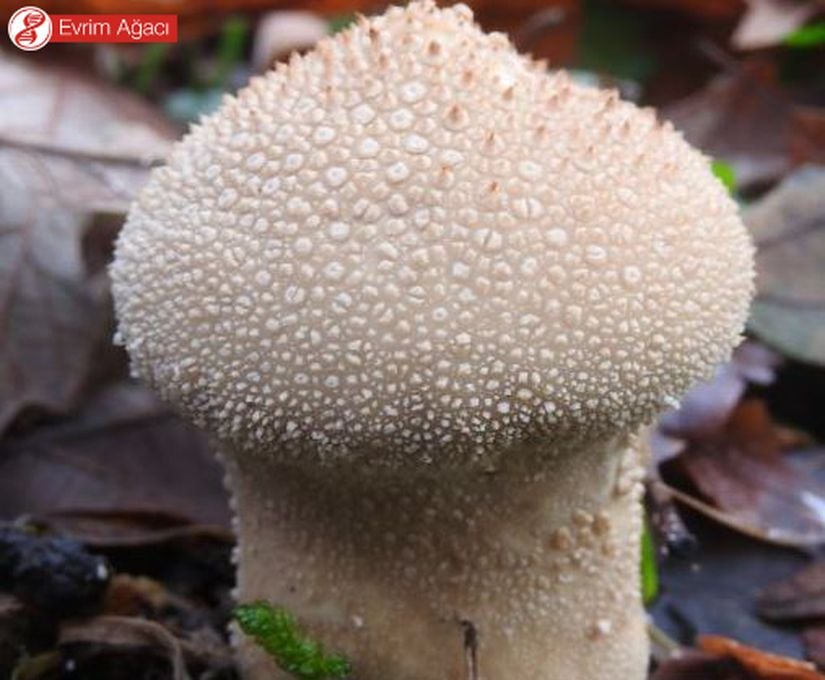 Lycoperdon perlatum, Samsun.