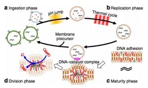 Engineering DNA-Based Artificial Cells That Regulate Mammalian Cells