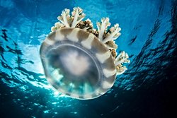 Beyni Olmadan Uyuyorlar: Denizanaları ve Deniz Şakayıklarında Uykunun Evrimsel Kökeni.