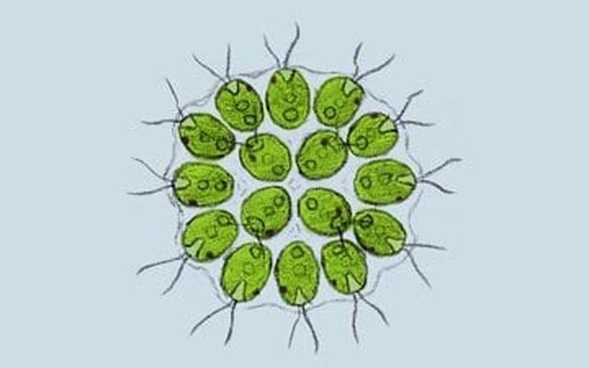 Hücreler Arası İşbirliği ve Kolonileşme (Gonium pectorale)