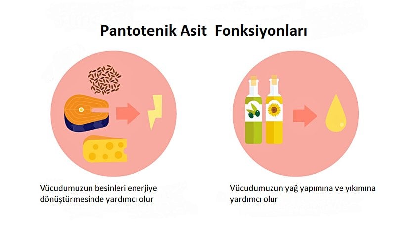 Pantotenik asidin fonksiyonları.