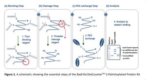 Nanobody-Enzyme Chimeras Offer Precision Tool For Protein Palmitoylation Control