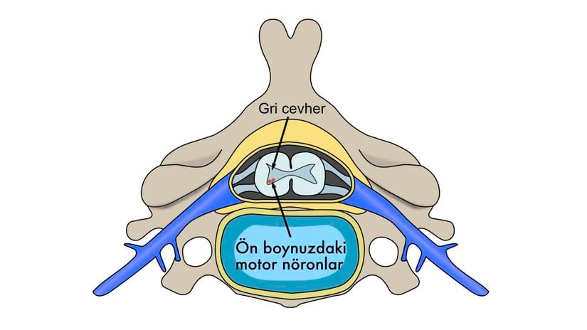 Servikal (boyun) omurun yatay kesitinin anatomik görüntüsü.