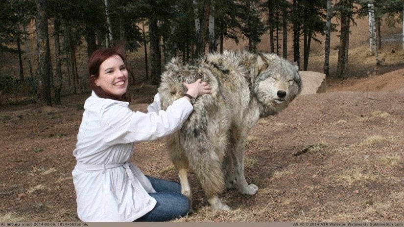 Köpeklerin Evrimi: Vahşi Kurtları Evcilleştirirerek Köpekleri Nasıl Evrimleştirdik?
