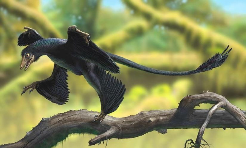 Microraptor