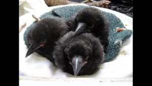 Hawaiian Crows Make Historic Return To Maui's Wild