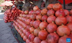 Afghanistan And Morocco Boost Agricultural Exports