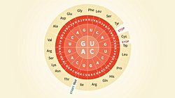 Nükleotit/Kodon Dairesi ve Kod Bolluğu: Kodon Daireleri Nasıl Okunur? Dünya'da Kaç Farklı Aminoasit Çeşidi Var?