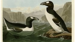 Great Auk Ve İnsan