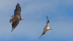 DOĞANIN GERÇEK HIRSIZLARI: KLEPTOPARAZİTİZM!