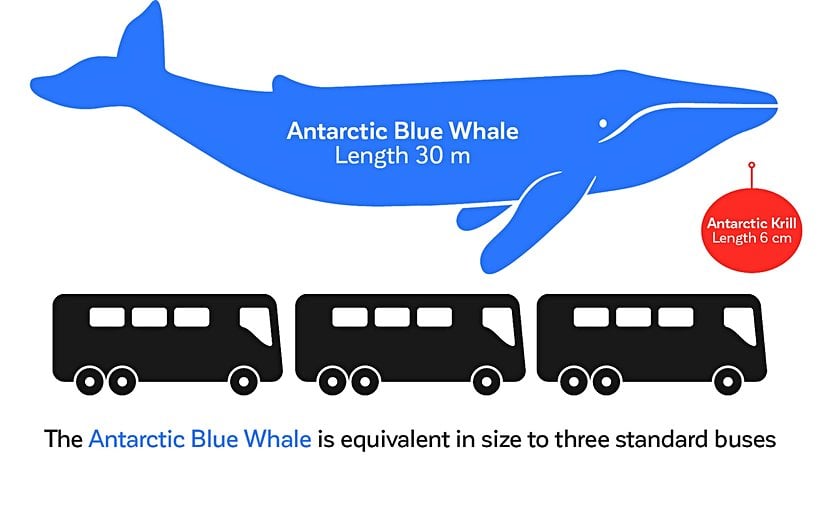 Mavi balinanın boyut karşılaştırması.