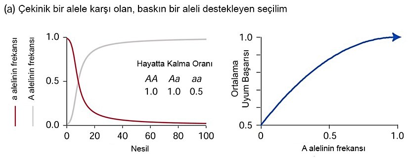Bu grafikte görmemiz gereken ilk şey, hayatta kalma oranının homozigot çekinik için diğer genotiplerin yarısı kadar olmasıdır. Dolayısıyla A aleli için (baskın olan alel için) pozitif seçilim baskısı olduğu görülebilir. Bu da, soldaki grafikten görülebilmektedir. A alelinin frekansı S şeklinde artarken, a alelinin frekansı S'ye benzer bir şekilde azalmaktadır. Ancak ne olursa olsun, her bir basamakta ortalama uyum başarısı hesaplanacak olursa, bu uyum başarısı artacaktır. Yukarıda yaptığımız hesaba geri dönerek ῶ değerinin değişimine göz atacak olursanız, her zaman arttığını görebilirsiniz.