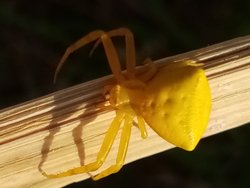 Bu örümceğin türü Thomisus onustus (insan yüzlü örümcek)mu sarı yengeç örümceği mi? Yoksa farklı bir tür mü?