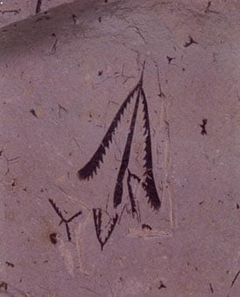 İnsan çizimini andıran, aslında sıradan fosiller olan graptolit fosillere bir örnek...