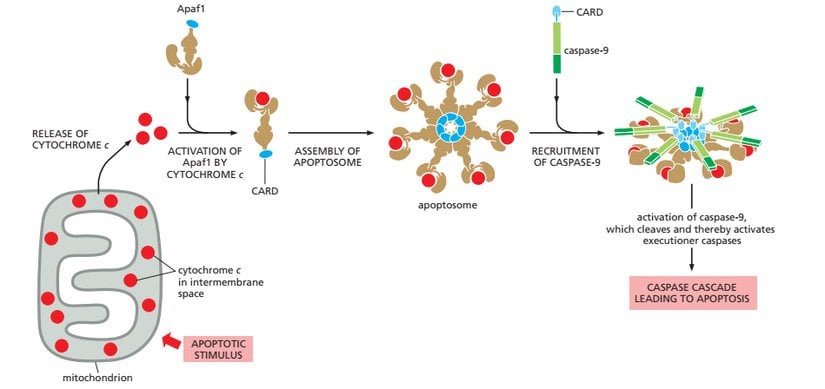 Apoptozun içsel yolağı ve apoptozom kompleksi oluşumu.