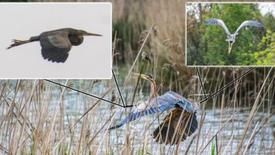 Erguvani balıkçıl (Ardea purpurea)