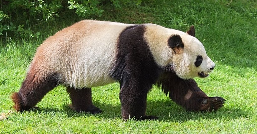 Şemsiye bir tür olarak kabul edilen panda (Ailuropoda melanoleuca).