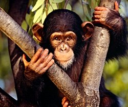 Maymunlar neden sudan hoşlanmaz?