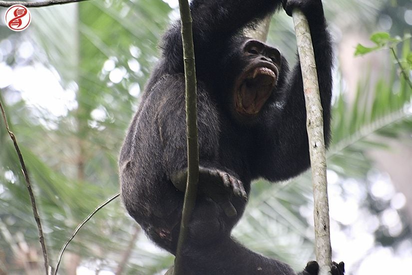 Göz dağı veren birey, Kibale Ormanı, Uganda.