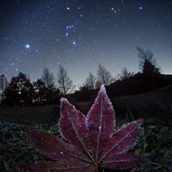 Frosted Leaf Orion